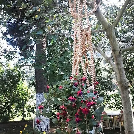 Garden Valentina