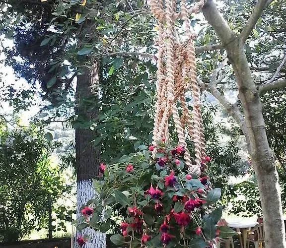 Garden Valentina